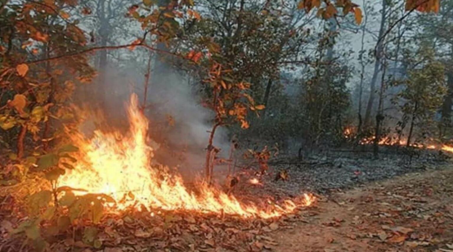 प्रदेश में कड़ाके की सर्दी पड़ने के दौरान भी क्यों सुलग रहे जंगल?भारतीय वन सर्वेक्षण से विभाग को प्रतिदिन मिले 10 से 12 फायर अलर्ट